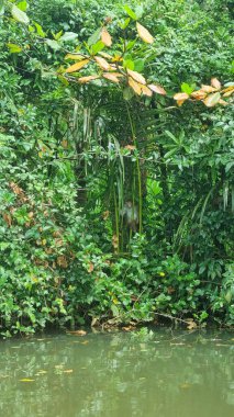 Tonque macaque, Sri Lanka 'da, Pidurangala kayasının üzerinde oturuyor. Toque Macaca sinica, Sri Lanka 'ya özgü kırmızı-kahverengi renkli bir Eski Dünya maymunu.