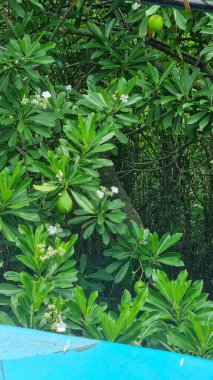Cerbera manghas L yaprakları kırmızı yapraklara sahiptir, bunlar eliptik veya mızraklıdır. Gutta percha yaprağı yaprağı kalın - bükülmüş, koyu yeşil, mor-kırmızı kenarlar, damarlar ve küçük noktalar. POCYNACEAE