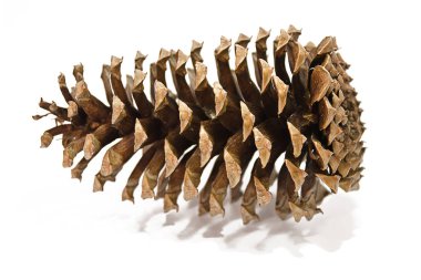 Beyaz arka planda çam kozalağı