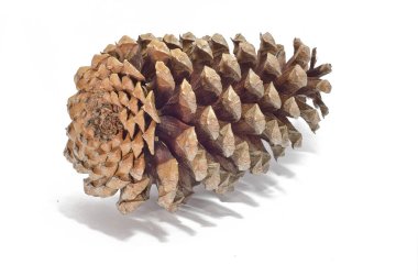 Beyaz arka planda çam kozalağı