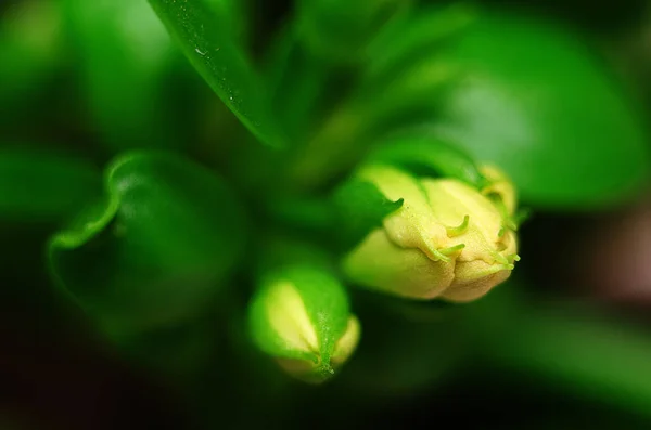 Macro vista di cime gialle — Foto Stock