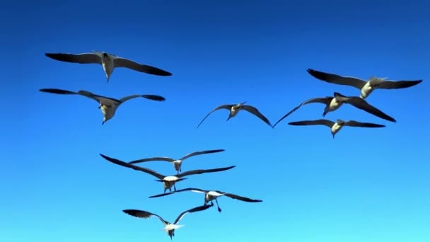 Múltiples Gaviotas Volando Sin Moverse Desde Mismo Lugar Cámara Lenta — Vídeos de Stock