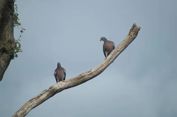 Funny bird staring while on a tree branch.