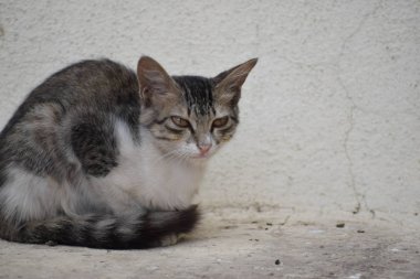 Kedim yemekten sonra dinleniyor.