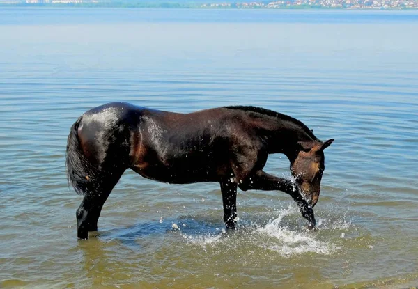 Vattning Häst Underbara Häst Bestånd Grunt Vatten — Stockfoto