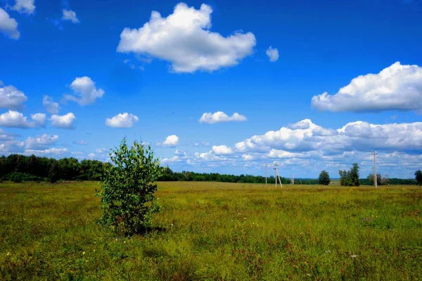 Bir koru bir arka plan üzerinde Yeşil alan.