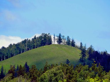 Mavi gökyüzüne karşı büyüyen ağaçlar ile Dağ.