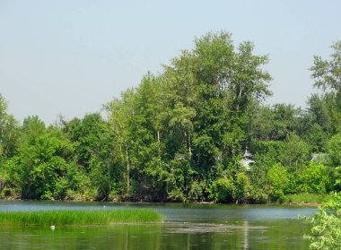 Sakin sakin su yanında güzel yeşil ağaçlar.