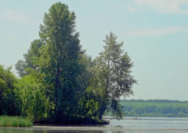 美丽的绿色树木生长在池塘的岸边 — 图库照片