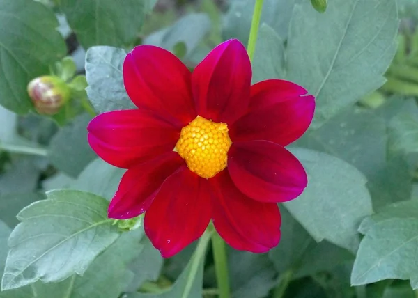 Dalia Rossa Fiorisce Nel Giardino Primaverile Grande Bel Fiore Nella — Foto Stock