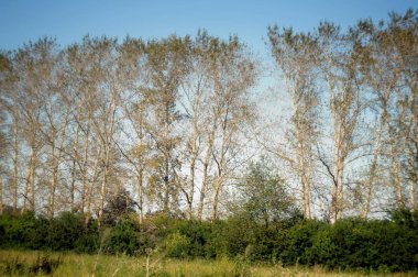 Nisan 'da huş ağacı. Yol boyunca harika beyaz huş ağaçları. Huş ağacının yanındaki parlak yeşil çalılar.
