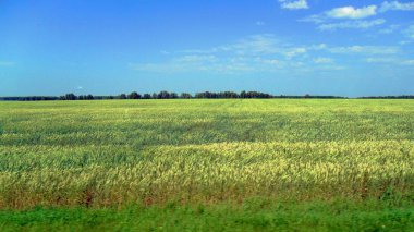 Scenery. The vast expanses of the green role. A small forest in the distance against a blue sky.