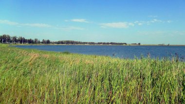 Scenery. The vast expanses of the green role. A small forest in the distance against a blue sky.