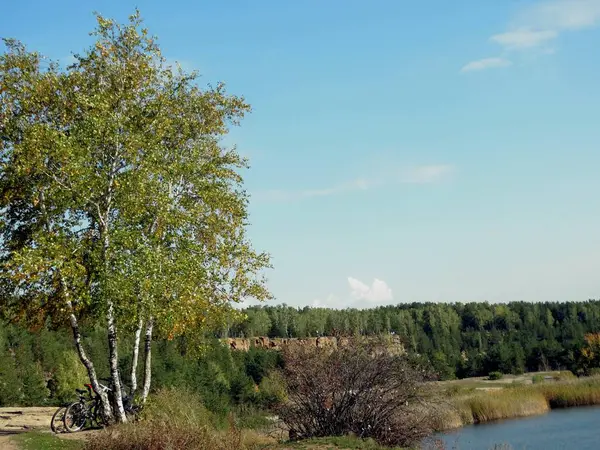 Gyllene Höst Skogen Underbara Gyllene Björkar Utkanten Skogen — Stockfoto