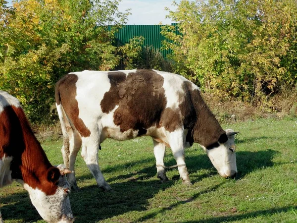 Two spotted cows on a pasture. Beautiful cows chew on lush grass.