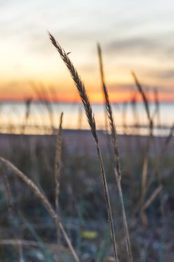 sonbahar günbatımı arka planda kuru çim kulak