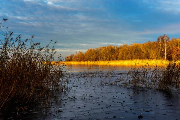 Los Colores Del Atardecer Otoño Árboles Costeros Juncos Secos Imágenes de stock libres de derechos