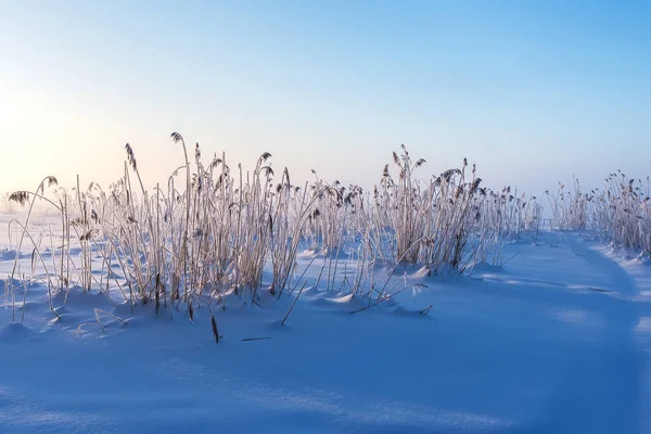 Ricoperto Cristalli Ghiaccio Canna Nella Neve — Foto Stock