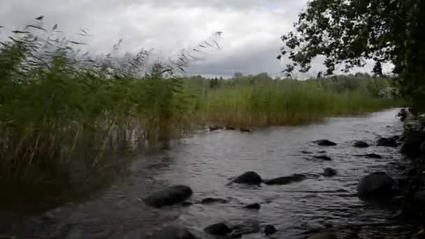 Дикі Качки Сплять Очереті Погойдуючись Хвилях — стокове відео