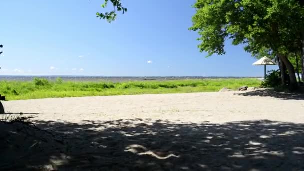 ベイの晴れた夏の日の風は砂の上に動く影を作り出す木の枝を揺らし — ストック動画