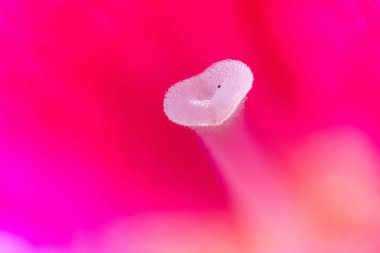 Arkaplanda parlak pembe bir yaprağın üzerinde büyültülmüş bir çiçeğin parlayan kalbi.