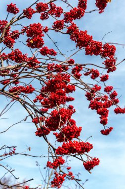 bare branches of mountain ash with red clusters of berries