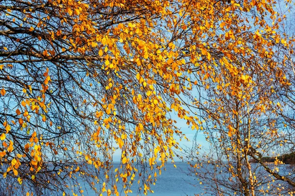 青い空に黄色の葉を持つ枝は — ストック写真