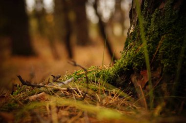 manzara fotoğrafları 