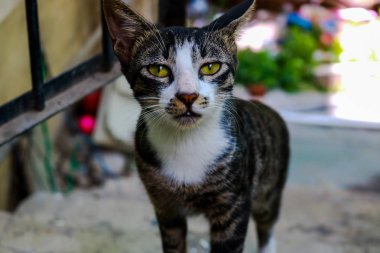 Güzel siyah beyaz evcil kedi