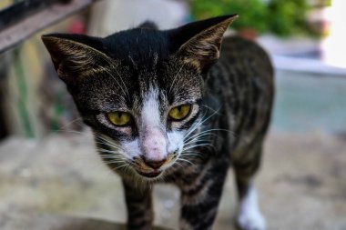 Güzel bir siyah beyaz evcil kedi