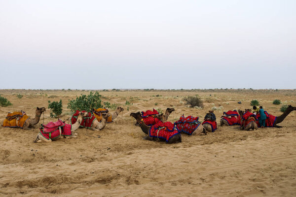Camel ride in the Thar desert, Jaisalmer, Rajasthan