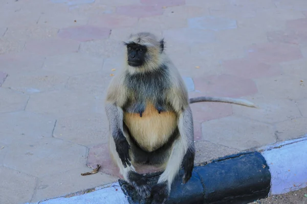 Macaco Sentado Beira Estrada Jardim Mandore Jodhpur Rajasthan — Fotografia de Stock