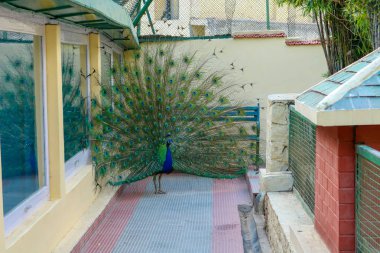 Himalaya Kuş Parkı'nda Hint Erkek Tavus kuşu Tam Tüy, Shimla, Hindistan