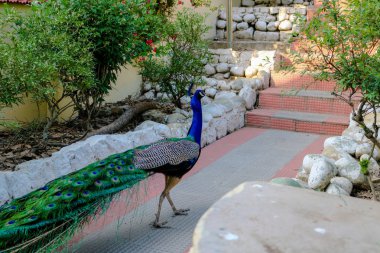 Himalaya Kuş Parkı'nda Hint Erkek Tavus kuşu, Shimla, Hindistan