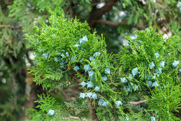 Juniper plant with blue seed