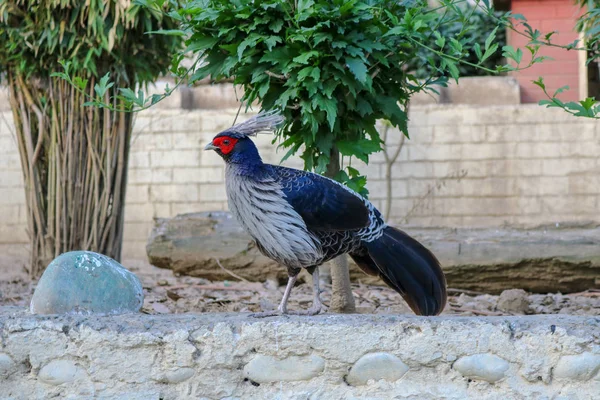 Western Tragopan Highly Endangered Species Himalayan Bird Park Shimla India Stock Photo
