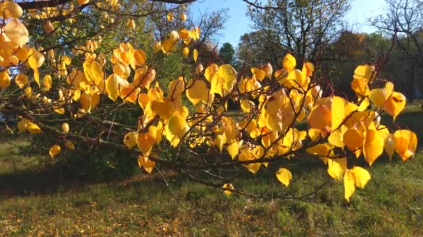 Nature Video Cenário Outubro Com Folhas Coloridas Sopradas Pelo Vento — Vídeo de Stock