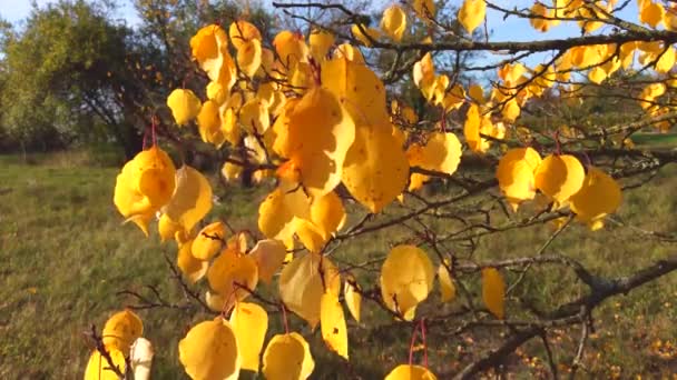 Nature Video Жовтневий Сценарій Різнокольоровими Листям Підірваними Вітрі Погойдування Гілок — стокове відео