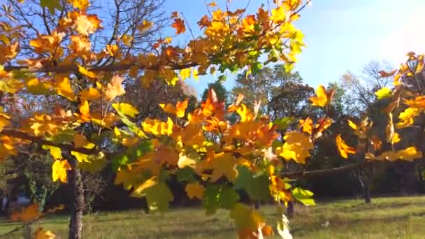 Nature Video Oktober Scenario Med Färgglada Blad Blåst Vinden Vajande — Stockvideo