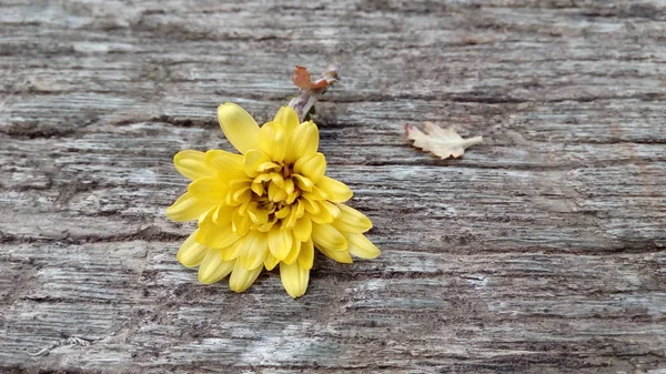 Giace Fiore Giallo Una Tavola Legno Grigio Due — Foto Stock