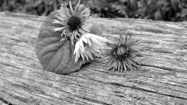 黒と白の3つの花が灰色の木製の板の上に横たわっている — ストック写真