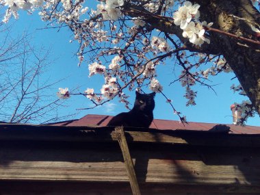 gökyüzüne karşı çatıda siyah kedi