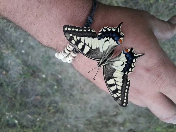 Yellow Butterfly Sits Hand — Stock Photo, Image
