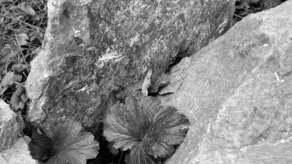 石上花朵的黑白照片 — 图库照片