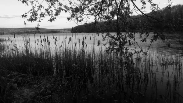 Landschaft Mit Bäumen Und See — Stockfoto