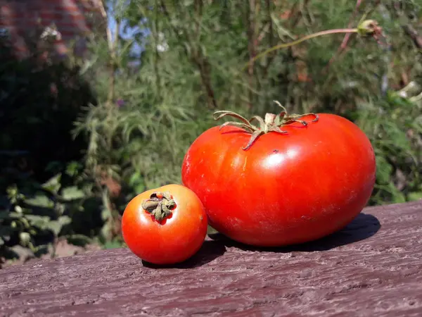 Dos Tomates Frescos Una Tabla Madera —  Fotos de Stock