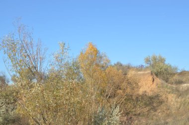 Mavi gökyüzünün altında sonbahar ağaçları