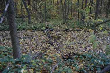 Kara Orman 'da sarı yaprakların arasındaki dere