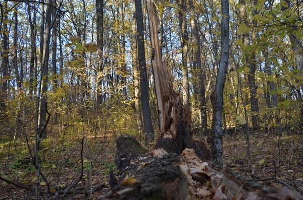 cracked tree in autumn Black forest