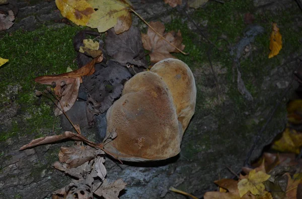 Seta Árbol Bosque Negro — Foto de Stock